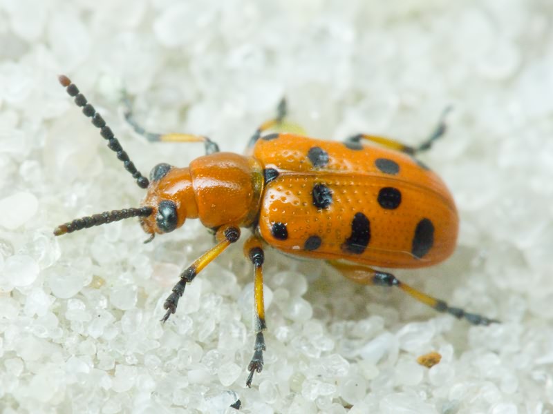 Crioceris duodecimpunctata (Linnaeus, 1758)